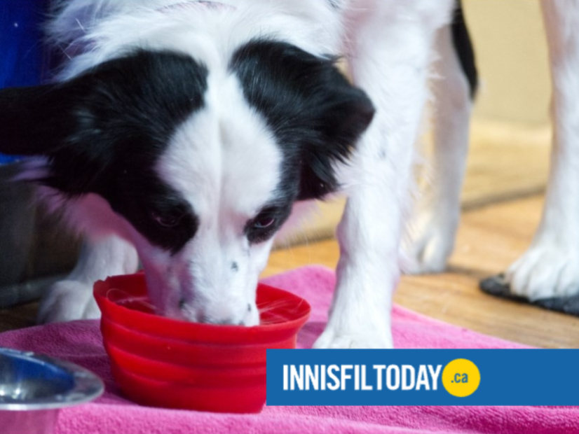 Therapy Dog Program Graduation | Innisfil Today